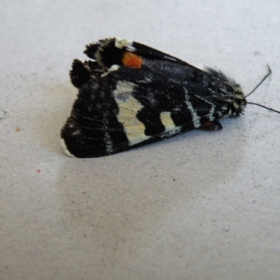 Phalaenoides glycinae (Grapevine Moth) at Bermagui, NSW - 16 Feb 2014 by robndane