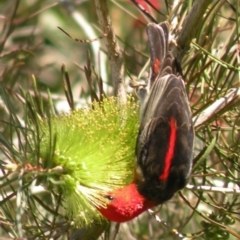 Myzomela sanguinolenta (Scarlet Honeyeater) at Bermagui, NSW - 2 Nov 2014 by robndane