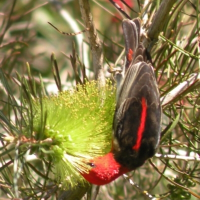 Myzomela sanguinolenta (Scarlet Honeyeater) at Bermagui, NSW - 2 Nov 2014 by robndane