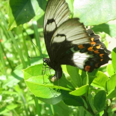 Papilio aegeus (Orchard Swallowtail, Large Citrus Butterfly) at Bermagui, NSW - 7 Dec 2014 by robndane