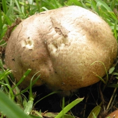 Agaricus augustus (Agaricus augustus) at Bermagui, NSW - 25 Dec 2014 by robndane