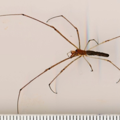 Tetragnatha nitens (Brown Long-jawed Spider) at Bermagui, NSW - 11 Feb 2015 by robndane