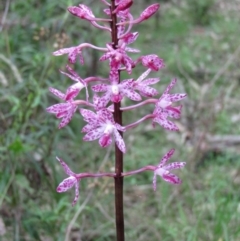 Dipodium punctatum (Blotched Hyacinth Orchid) at South Wolumla, NSW - 3 Jan 2011 by PatriciaDaly