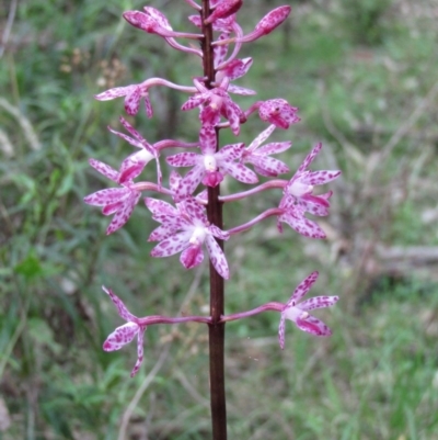 Dipodium punctatum (Blotched Hyacinth Orchid) at South Wolumla, NSW - 3 Jan 2011 by PatriciaDaly