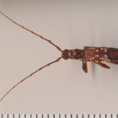 Coptocercus biguttatus (A longhorn beetle) at Barragga Bay, NSW - 18 Feb 2015 by robndane