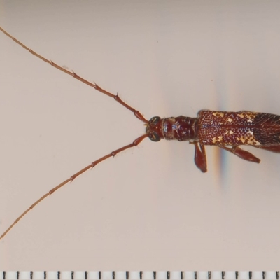 Coptocercus biguttatus (A longhorn beetle) at Barragga Bay, NSW - 19 Feb 2015 by robndane