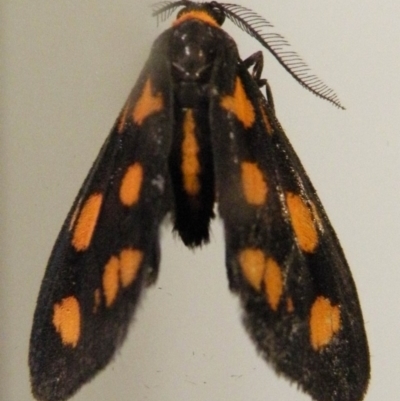 Asura cervicalis (Spotted Lichen Moth) at Bermagui, NSW - 5 Feb 2015 by robndane