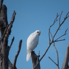 Tachyspiza novaehollandiae (Grey Goshawk) at Wadbilliga, NSW - 14 Feb 2015 by GeorgiaPoyner