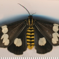 Nyctemera amicus (Senecio Moth, Magpie Moth, Cineraria Moth) at Bermagui, NSW - 6 Mar 2015 by robndane