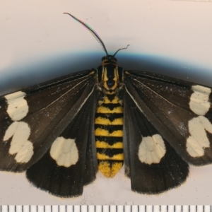 Nyctemera amicus at Bermagui, NSW - 7 Mar 2015 12:00 AM