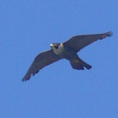 Falco peregrinus (Peregrine Falcon) at Bermagui, NSW - 1 Jan 2011 by robndane