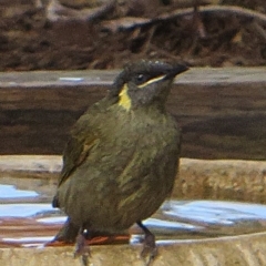 Meliphaga lewinii (Lewin's Honeyeater) at Bermagui, NSW - 9 Mar 2015 by robndane