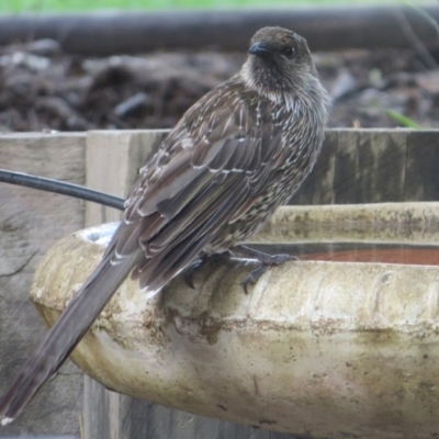 Anthochaera chrysoptera (Little Wattlebird) at Bermagui, NSW - 10 Mar 2015 by robndane