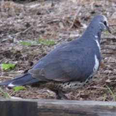 Leucosarcia melanoleuca (Wonga Pigeon) at Bermagui, NSW - 16 Mar 2015 by robndane