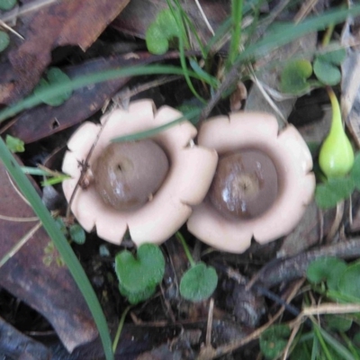 Geastrum triplex (Collared Earth Star) at Bermagui, NSW - 25 May 2015 by robndane