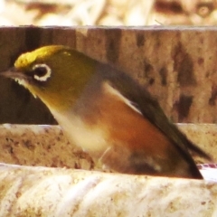 Zosterops lateralis (Silvereye) at Bermagui, NSW - 11 Jun 2015 by robndane