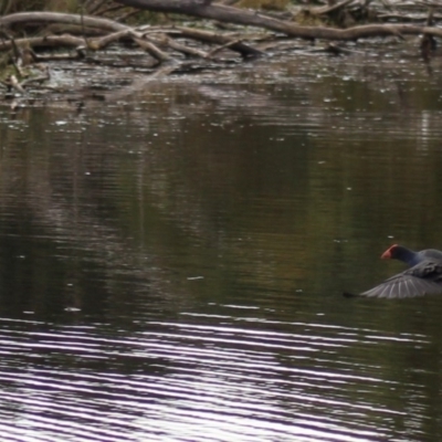 Porphyrio melanotus (Australasian Swamphen) at Pambula, NSW - 14 Jun 2015 by MichaelMcMaster