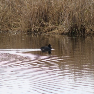 Fulica atra (Eurasian Coot) at Pambula, NSW - 14 Jun 2015 by MichaelMcMaster