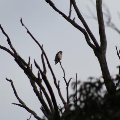 Elanus axillaris (Black-shouldered Kite) at Pambula, NSW - 14 Jun 2015 by MichaelMcMaster