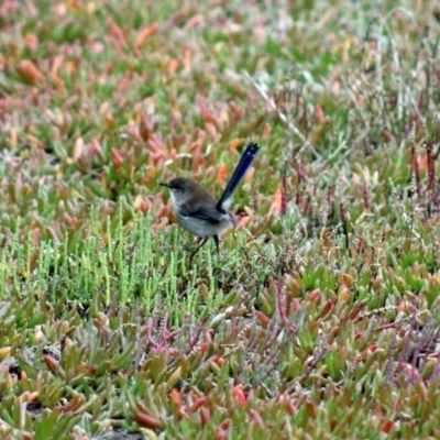 Malurus cyaneus (Superb Fairywren) at Edrom, NSW - 13 Jun 2015 by MichaelMcMaster