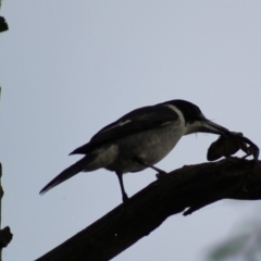 Cracticus torquatus (Grey Butcherbird) at Pambula, NSW - 14 Jun 2015 by MichaelMcMaster