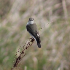 Microeca fascinans (Jacky Winter) at Pambula, NSW - 13 Jun 2015 by MichaelMcMaster