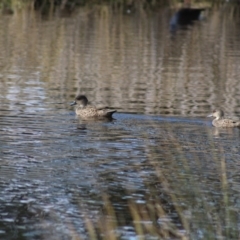 Anas gracilis (Grey Teal) at Pambula, NSW - 14 Jun 2015 by MichaelMcMaster