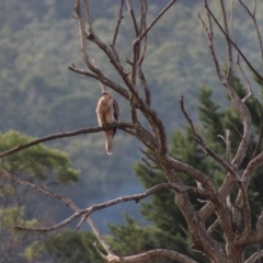 Haliastur sphenurus (Whistling Kite) at Pambula, NSW - 13 Jun 2015 by MichaelMcMaster