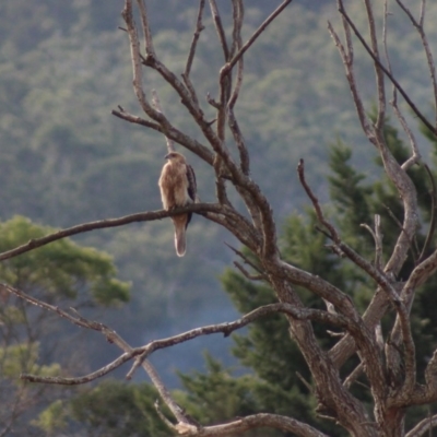 Haliastur sphenurus (Whistling Kite) at Pambula, NSW - 14 Jun 2015 by MichaelMcMaster