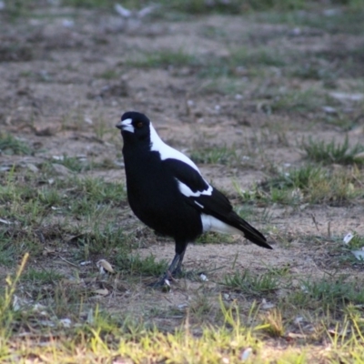 Gymnorhina tibicen (Australian Magpie) at Tathra, NSW - 20 Jun 2015 by MichaelMcMaster