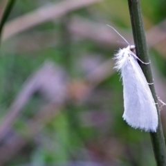 Tipanaea patulella (A Crambid moth) at Wyndham, NSW - 10 Jul 2015 by NormClarke