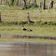 Tadorna tadornoides (Australian Shelduck) at Wallagoot, NSW - 19 Jul 2015 by PeterCollins
