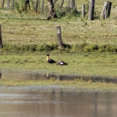 Tadorna tadornoides (Australian Shelduck) at Wallagoot, NSW - 18 Jul 2015 by PeterCollins