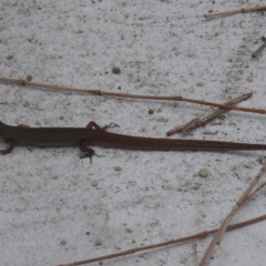 Saproscincus mustelinus (Weasel Skink) at Bermagui, NSW - 26 Dec 2011 by robndane