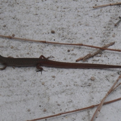 Saproscincus mustelinus (Weasel Skink) at Bermagui, NSW - 26 Dec 2011 by robndane