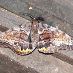 Chelepteryx collesi (White-stemmed Gum Moth) at Cuttagee, NSW - 29 May 2008 by robndane