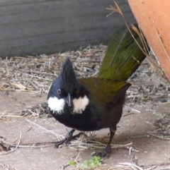 Psophodes olivaceus (Eastern Whipbird) at Bermagui, NSW - 27 Oct 2009 by robndane