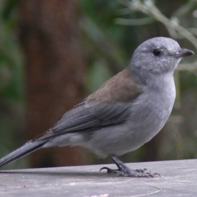 Colluricincla harmonica (Grey Shrikethrush) at Tanja, NSW - 26 Mar 2011 by robndane