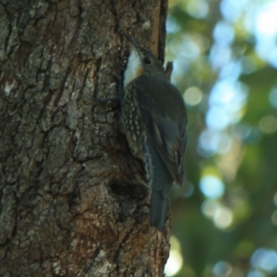 Cormobates leucophaea (White-throated Treecreeper) at Tathra Public School - 12 Apr 2012 by KerryVance