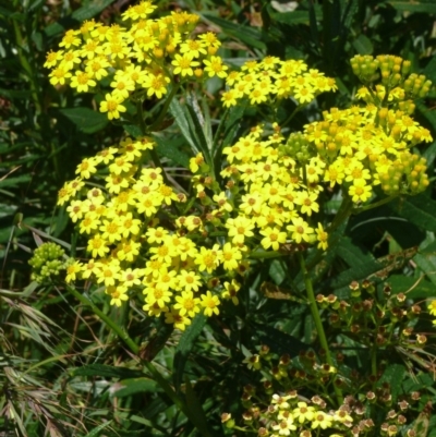 Senecio linearifolius (Fireweed Groundsel, Fireweed) at Bermagui, NSW - 22 Oct 2011 by robndane