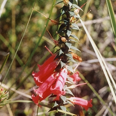 Epacris impressa (Common Heath) at Green Cape, NSW - 17 Sep 2008 by robndane