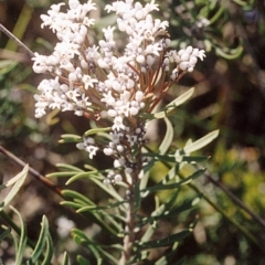 Conospermum taxifolium (Variable Smoke-bush) at Green Cape, NSW - 17 Feb 2008 by robndane