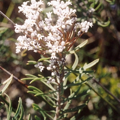 Conospermum taxifolium (Variable Smoke-bush) at Green Cape, NSW - 16 Feb 2008 by robndane
