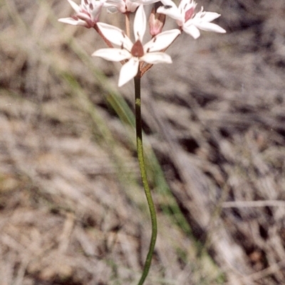 Burchardia umbellata (Milkmaids) at Green Cape, NSW - 16 Sep 2008 by robndane