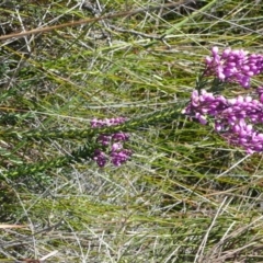 Comesperma ericinum (Heath Milkwort) at Green Cape, NSW - 16 Sep 2008 by robndane