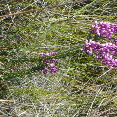 Comesperma ericinum (Heath Milkwort) at Green Cape, NSW - 17 Sep 2008 by robndane