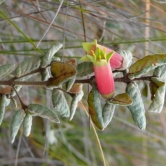 Correa reflexa var. reflexa (Common Correa, Native Fuchsia) at Green Cape, NSW - 17 Sep 2008 by robndane