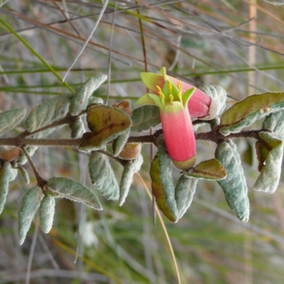 Correa reflexa var. reflexa (Common Correa, Native Fuchsia) at Green Cape, NSW - 17 Sep 2008 by robndane