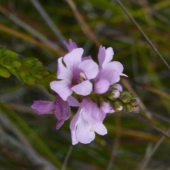 Euphrasia collina subsp. collina (Purple Eyebright) at Green Cape, NSW - 16 Sep 2008 by robndane