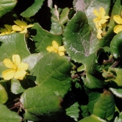 Goodenia ovata (Hop Goodenia) at Green Cape, NSW - 16 Sep 2008 by robndane